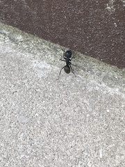 Camponotus pennsylvanicus