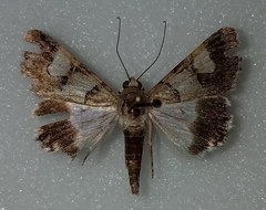 Drasteria pallescens