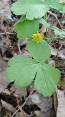 Waldsteinia