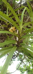 Vandoideae