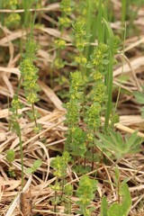 Cruciata glabra krylovii