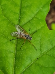 Rhagio annulatus
