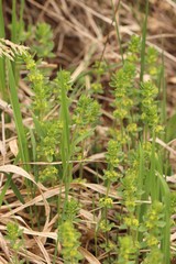 Cruciata glabra krylovii