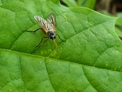 Rhagio annulatus