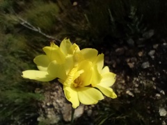 Bobartia macrospatha