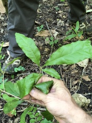 Sideroxylon lycioides