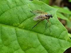 Rhagio annulatus