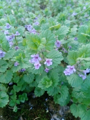 Glechoma hederacea