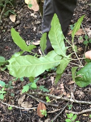 Sideroxylon lycioides