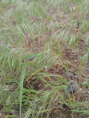 Bromus tectorum