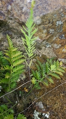 Asplenium appendiculatum maritimum
