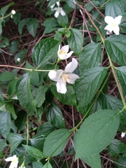 Philadelphus coronarius