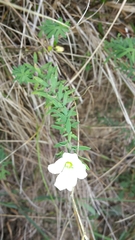 Linum monogynum