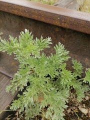 Artemisia absinthium