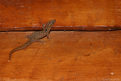 Sphaerodactylus difficilis