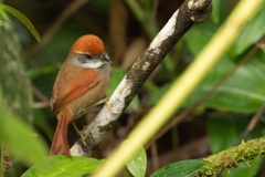 Synallaxis ruficapilla