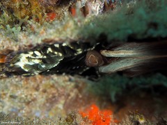 Pontonia pinnophylax