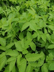 Aegopodium podagraria