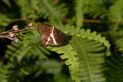 Calisto chrysaoros galii