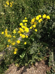 Crepis sancta