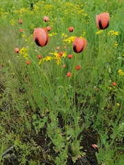 Papaver dubium