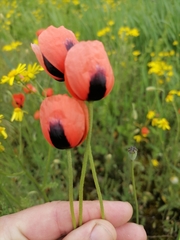 Papaver dubium