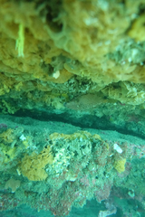 Meuschenia flavolineata