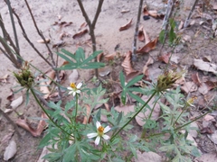 Cosmos caudatus