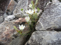 Ornithogalum rogersii