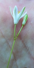 Ornithogalum rogersii