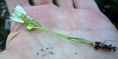 Ornithogalum rogersii
