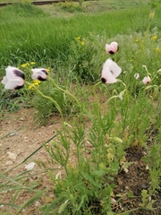 Papaver dubium