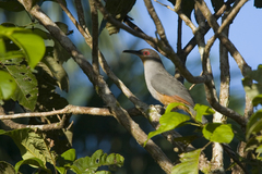 Coccyzus longirostris