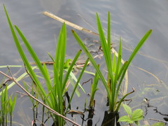 Sparganium erectum