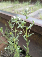 Buglossoides arvensis