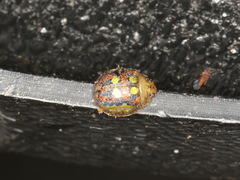 Paropsisterna annularis