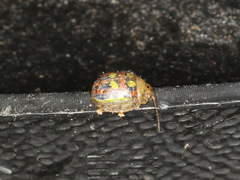 Paropsisterna annularis