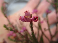 Erica gracilis