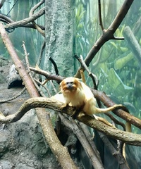 Leontopithecus rosalia