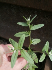 Buglossoides arvensis