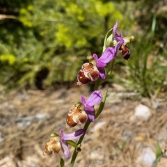 Ophrys delphinensis
