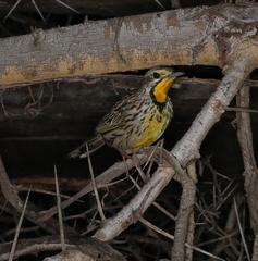 Macronyx aurantiigula