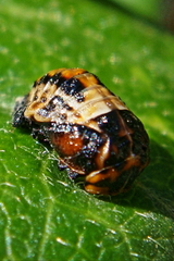 Coccinella