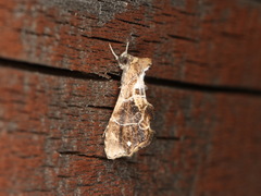 Arrade leucocosmalis