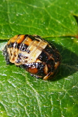 Coccinella