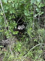 Dendrocygna autumnalis