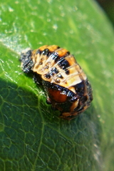 Coccinella