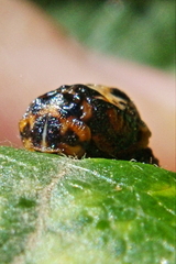 Coccinella