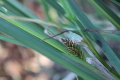 Carex aematorrhyncha