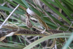 Carex aematorrhyncha